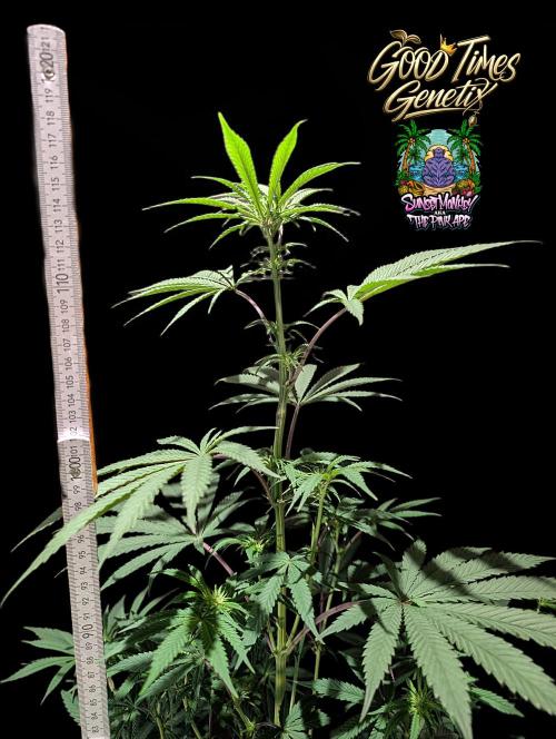 Sunset Monkey-Good Times Genetix-Wdfx. Week 9
