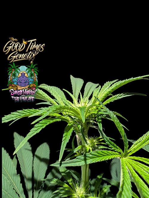 Sunset Monkey - Good Times Genetix - BTN. Week 9
