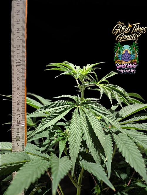 Sunset Monkey - Good Times Genetix - BTN. Week 9