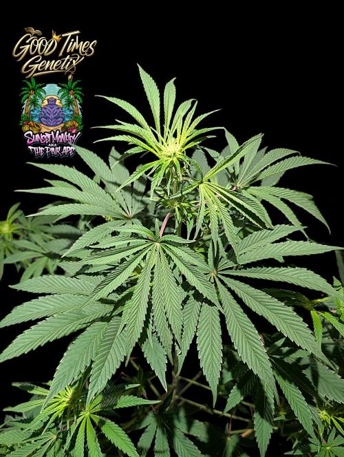 Sunset Monkey - Good Times Genetix - BTN. Week 9