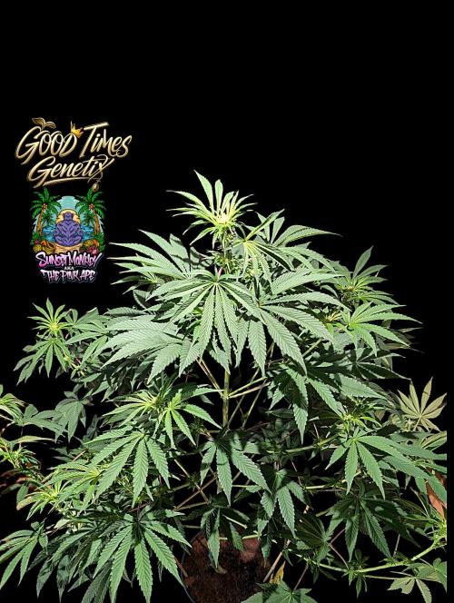 Sunset Monkey - Good Times Genetix - BTN. Week 9
