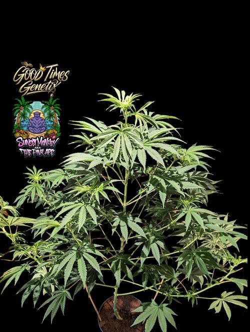 Sunset Monkey - Good Times Genetix - BTN. Week 9
