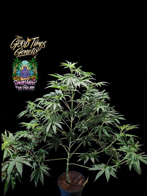 Sunset Monkey - Good Times Genetix - BTN. Week 9