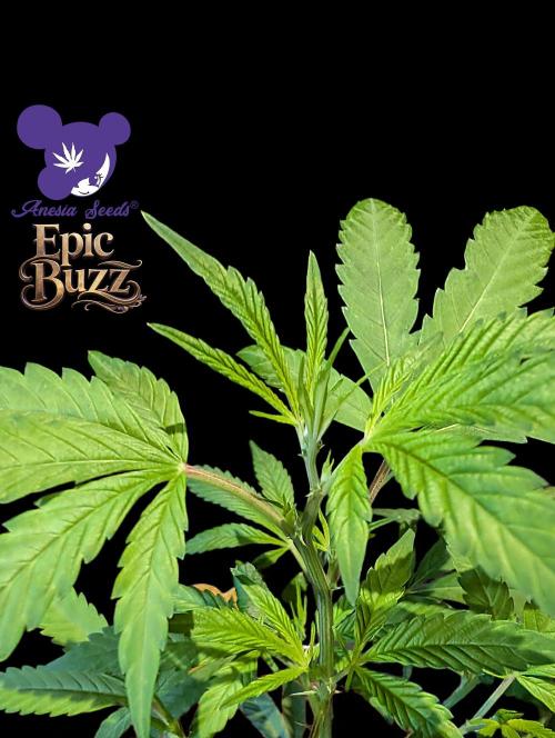 Epic Buzz - Anesia - Weedefix - VS.. Week 4