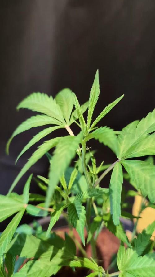 Epic Buzz - Anesia - Weedefix - VS.