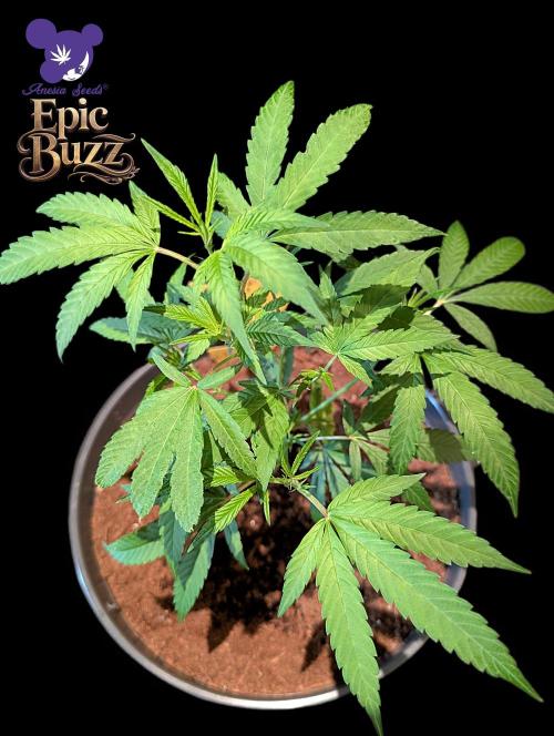 Epic Buzz - Anesia - Weedefix - VS.. Week 4