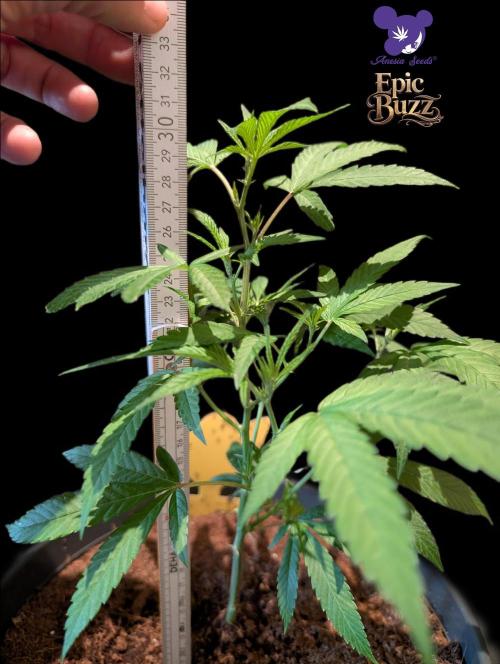 Epic Buzz - Anesia - Weedefix - VS.. Week 4