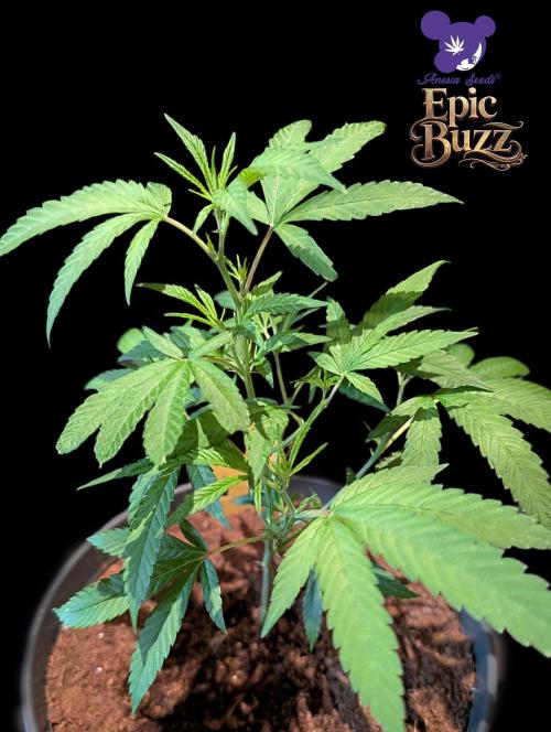 Epic Buzz - Anesia - Weedefix - VS.. Week 4