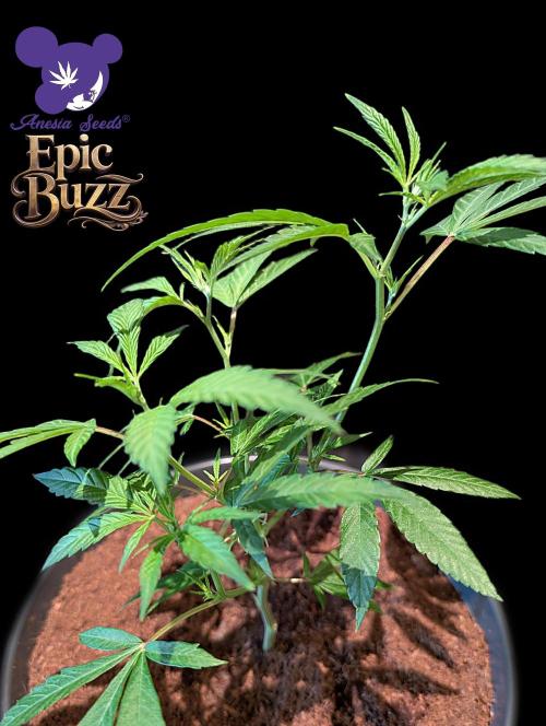Epic Buzz - Anesia - Bio Tabs NL - VS.. Week 4