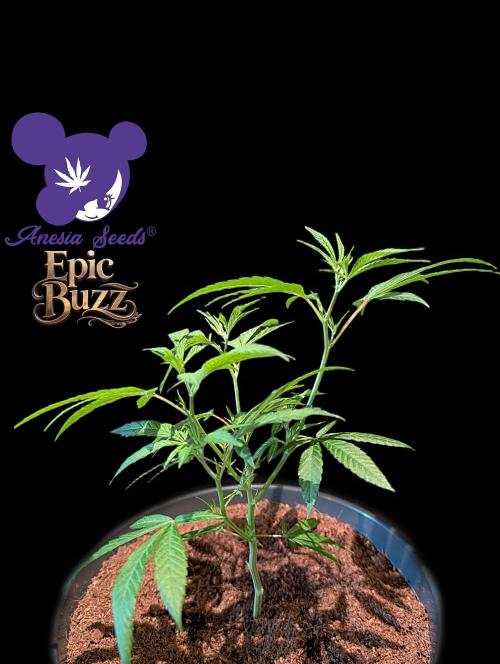 Epic Buzz - Anesia - Bio Tabs NL - VS.. Week 4