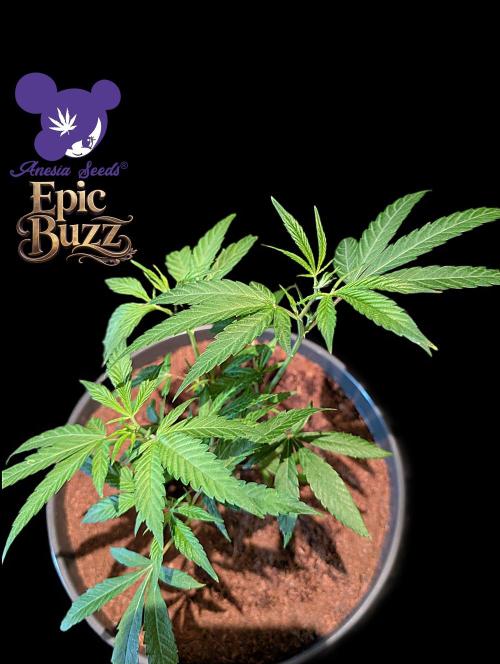 Epic Buzz - Anesia - Bio Tabs NL - VS.. Week 4