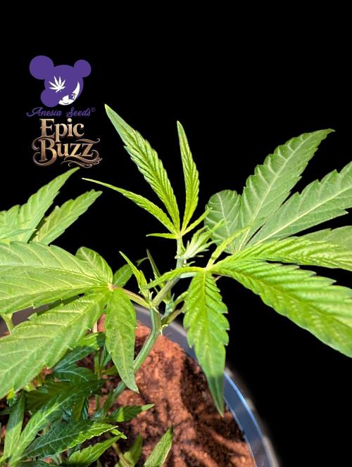 Epic Buzz - Anesia - Bio Tabs NL - VS.. Week 4