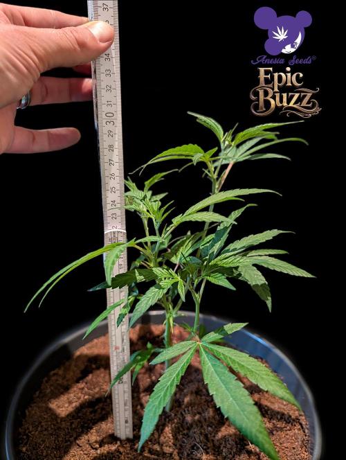 Epic Buzz - Anesia - Bio Tabs NL - VS.. Week 4