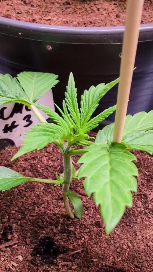 Slush Mint Cake - DP - Bio Tabs NL Grow