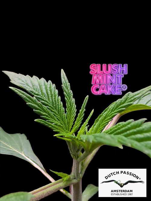 Slush Mint Cake - DP - Bio Tabs NL Grow. Week 2