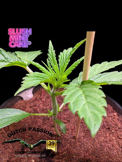 Slush Mint Cake - DP - Bio Tabs NL Grow. Week 2