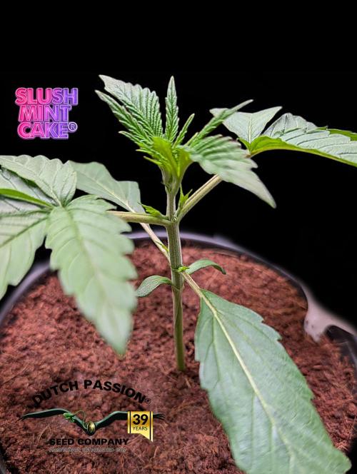 Slush Mint Cake - DP - Bio Tabs NL Grow. Week 2