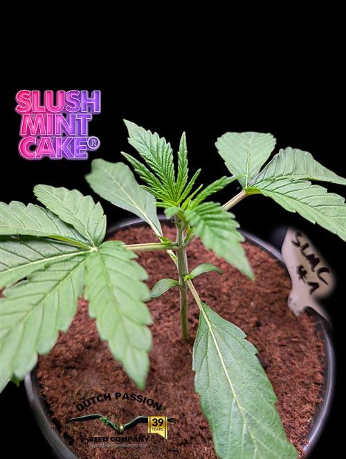 Slush Mint Cake - DP - Bio Tabs NL Grow. Week 2