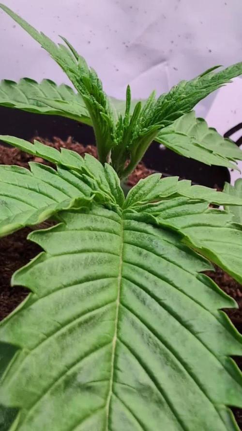 Tetraploid Grow - Endgame - Greendream