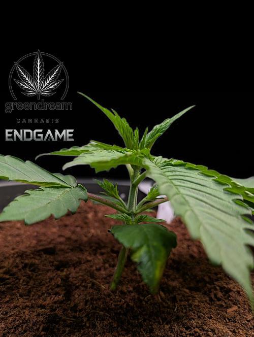 Tetraploid Grow - Endgame - Greendream. Week 2