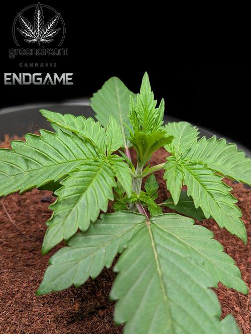 Tetraploid Grow - Endgame - Greendream. Week 2