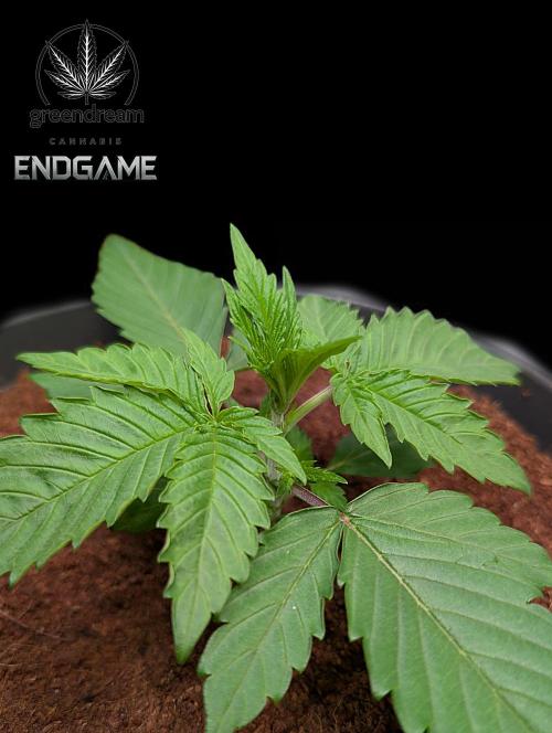 Tetraploid Grow - Endgame - Greendream. Week 2
