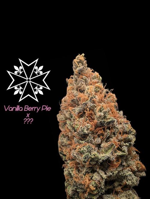 Aficionado Special - UNKNOWN - Bio Tabs. Week 15