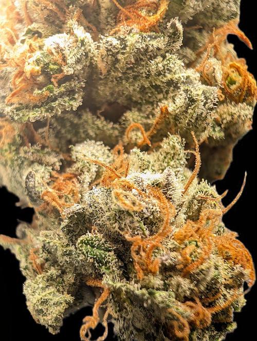 Aficionado Special - UNKNOWN - Bio Tabs. Week 15