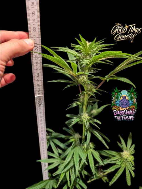 Sunset Monkey - Good Times Genetix - BTN. Week 10