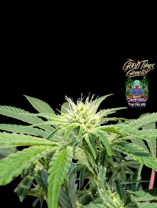 Sunset Monkey - Good Times Genetix - BTN. Week 10