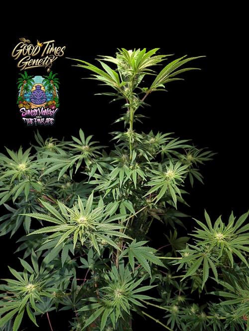 Sunset Monkey - Good Times Genetix - BTN. Week 10