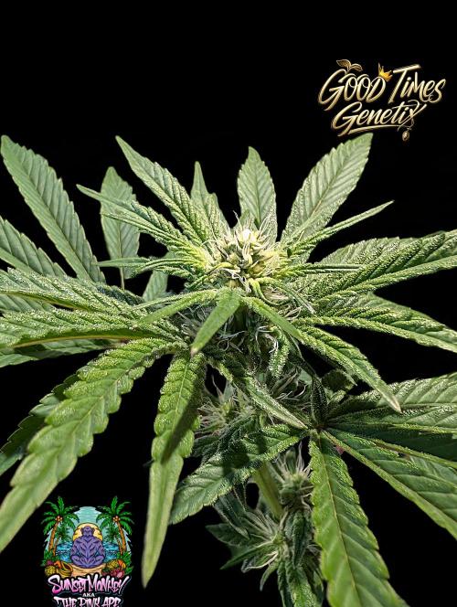 Sunset Monkey - Good Times Genetix - BTN. Week 10