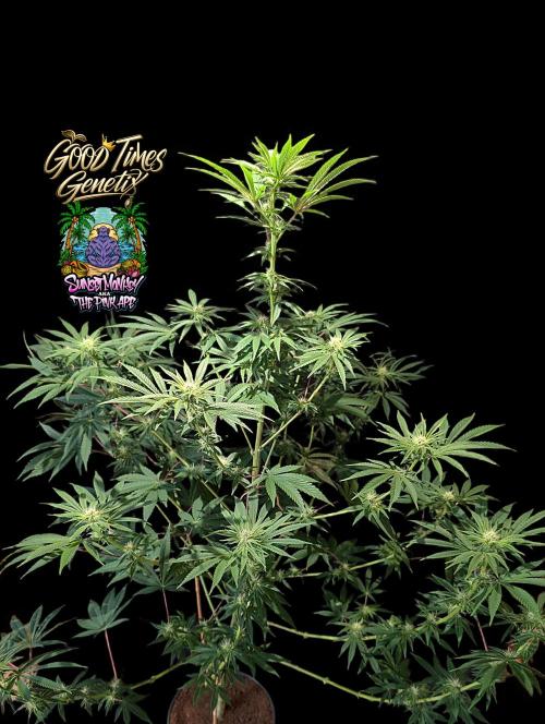 Sunset Monkey - Good Times Genetix - BTN. Week 10