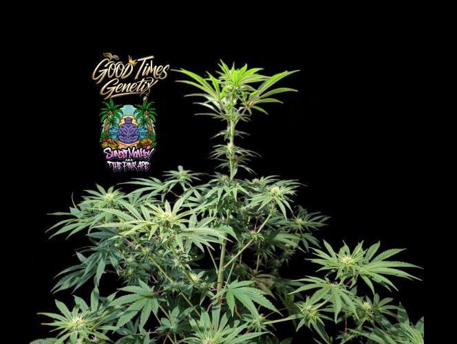 Sunset Monkey - Good Times Genetix - BTN. Week 10