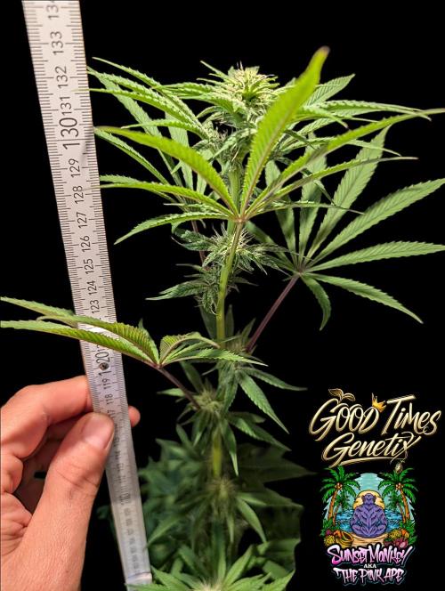 Sunset Monkey-Good Times Genetix-Wdfx. Week 10