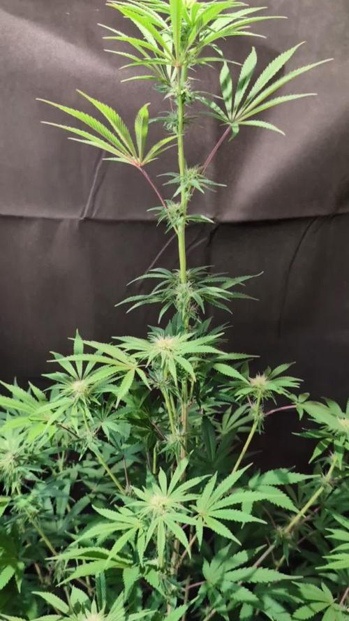 Sunset Monkey-Good Times Genetix-Wdfx