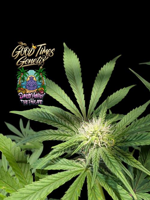 Sunset Monkey-Good Times Genetix-Wdfx. Week 10