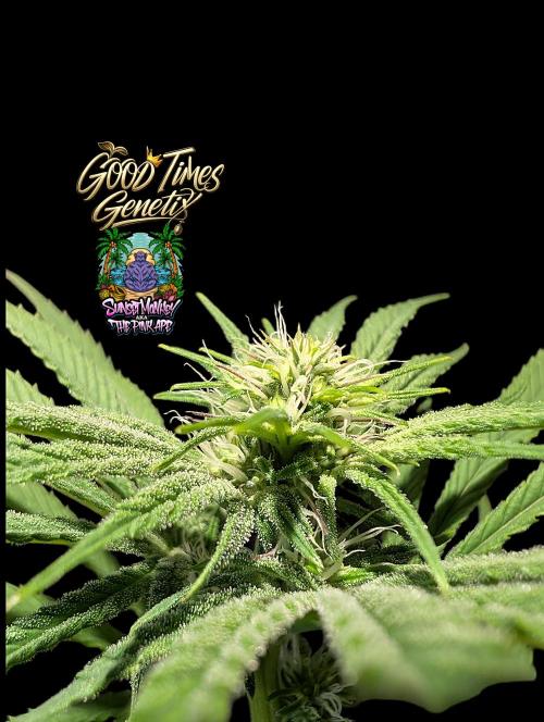 Sunset Monkey-Good Times Genetix-Wdfx. Week 10