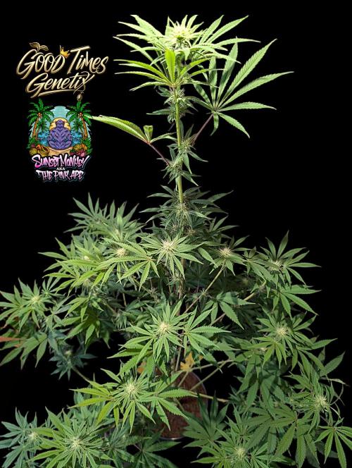 Sunset Monkey-Good Times Genetix-Wdfx. Week 10