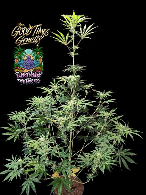 Sunset Monkey-Good Times Genetix-Wdfx. Week 10