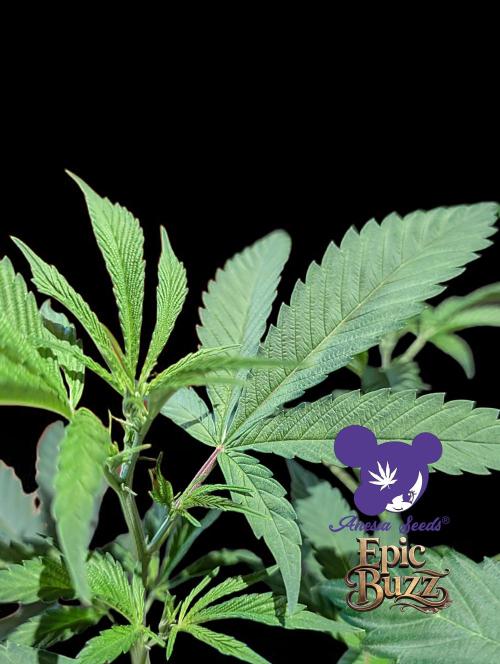 Epic Buzz - Anesia - Bio Tabs NL - VS.. Week 5