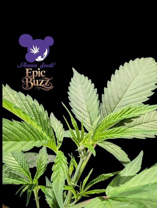Epic Buzz - Anesia - Bio Tabs NL - VS.. Week 5