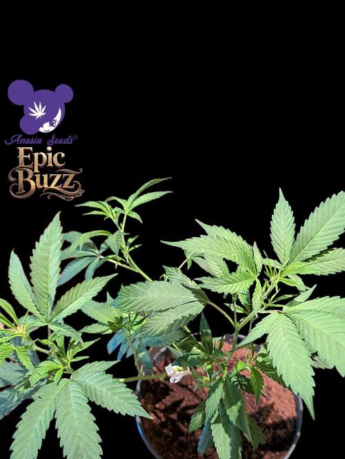 Epic Buzz - Anesia - Bio Tabs NL - VS.. Week 5