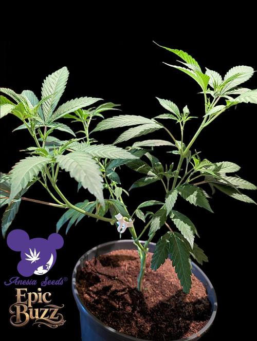 Epic Buzz - Anesia - Bio Tabs NL - VS.. Week 5