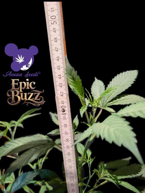 Epic Buzz. Week 5