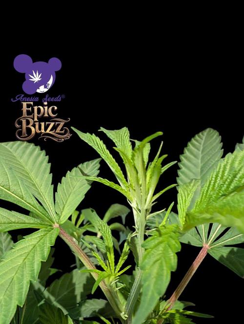 Epic Buzz - Anesia - Weedefix - VS.. Week 5