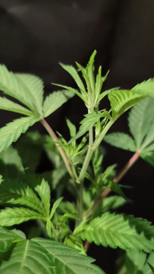 Epic Buzz - Anesia - Weedefix - VS.