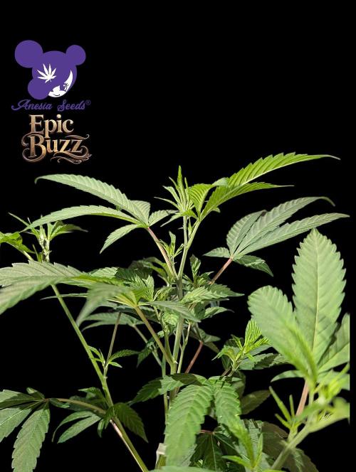Epic Buzz - Anesia - Weedefix - VS.. Week 5