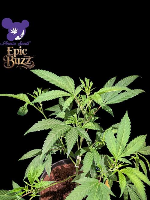 Epic Buzz - Anesia - Weedefix - VS.. Week 5