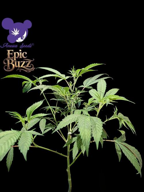 Epic Buzz - Anesia - Weedefix - VS.. Week 5